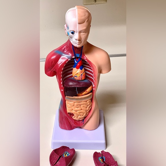 11” Biological Anatomy & Physiology Miniature Human Torso Removable Organ Model - Picture 15 of 16